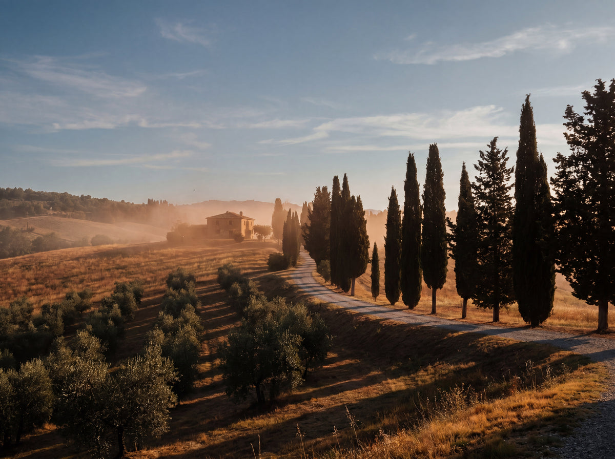 Tuscan hillside at golden hour, cypress silhouettes, olive grove on a slope, small stone farmhouse in the distance