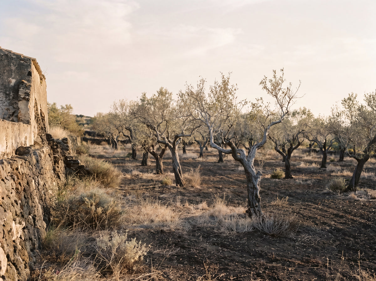 Ancient Sicilian almond orchard on volcanic terrain, origin of Gusta almond cream