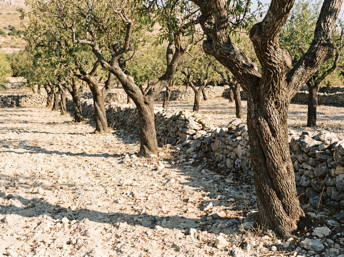 Ancient almond grove on rocky Sicilian terrain, dry stone walls