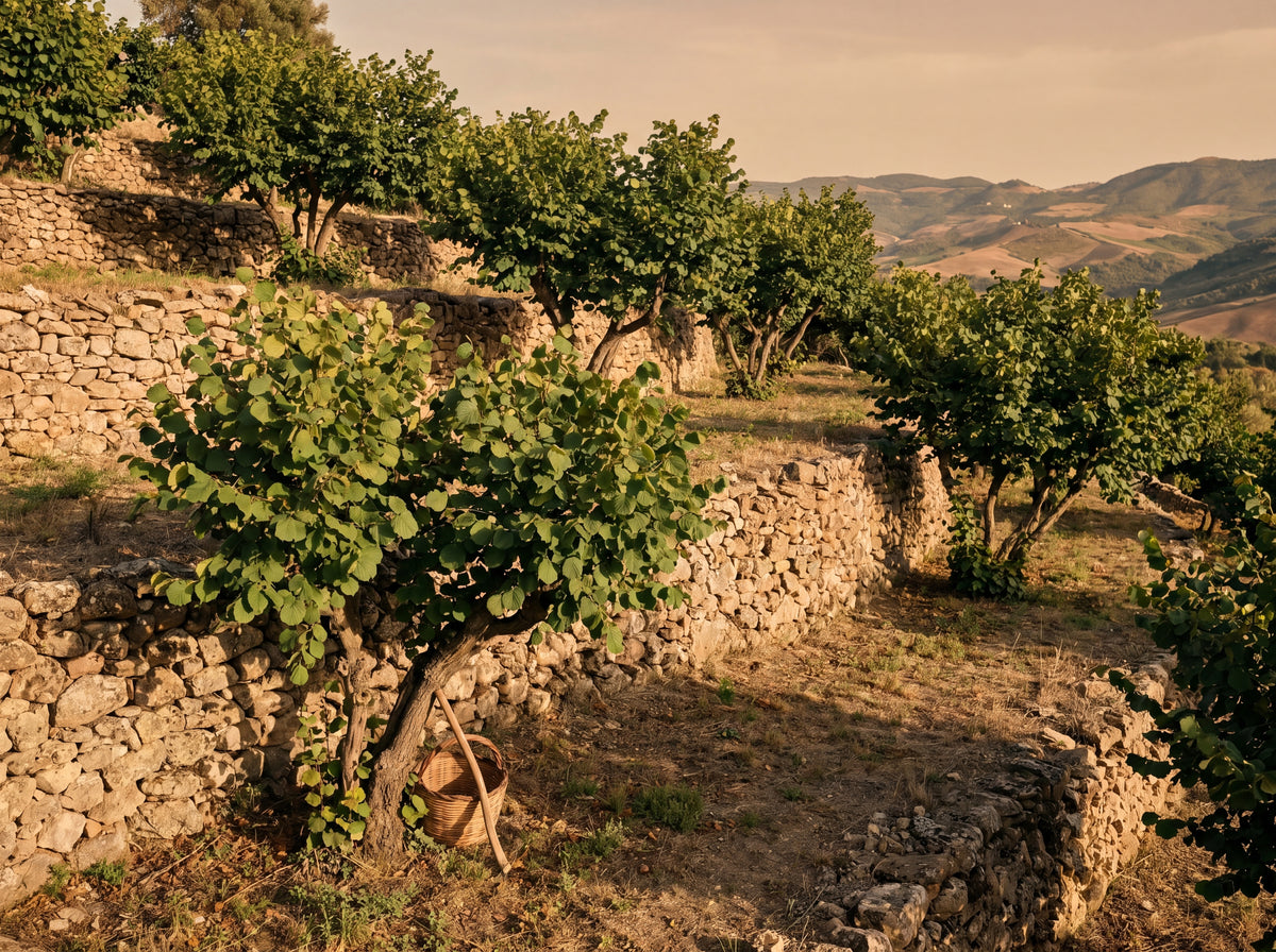 Hazelnut orchard on terraced stone hillside, Sicilia interior hills