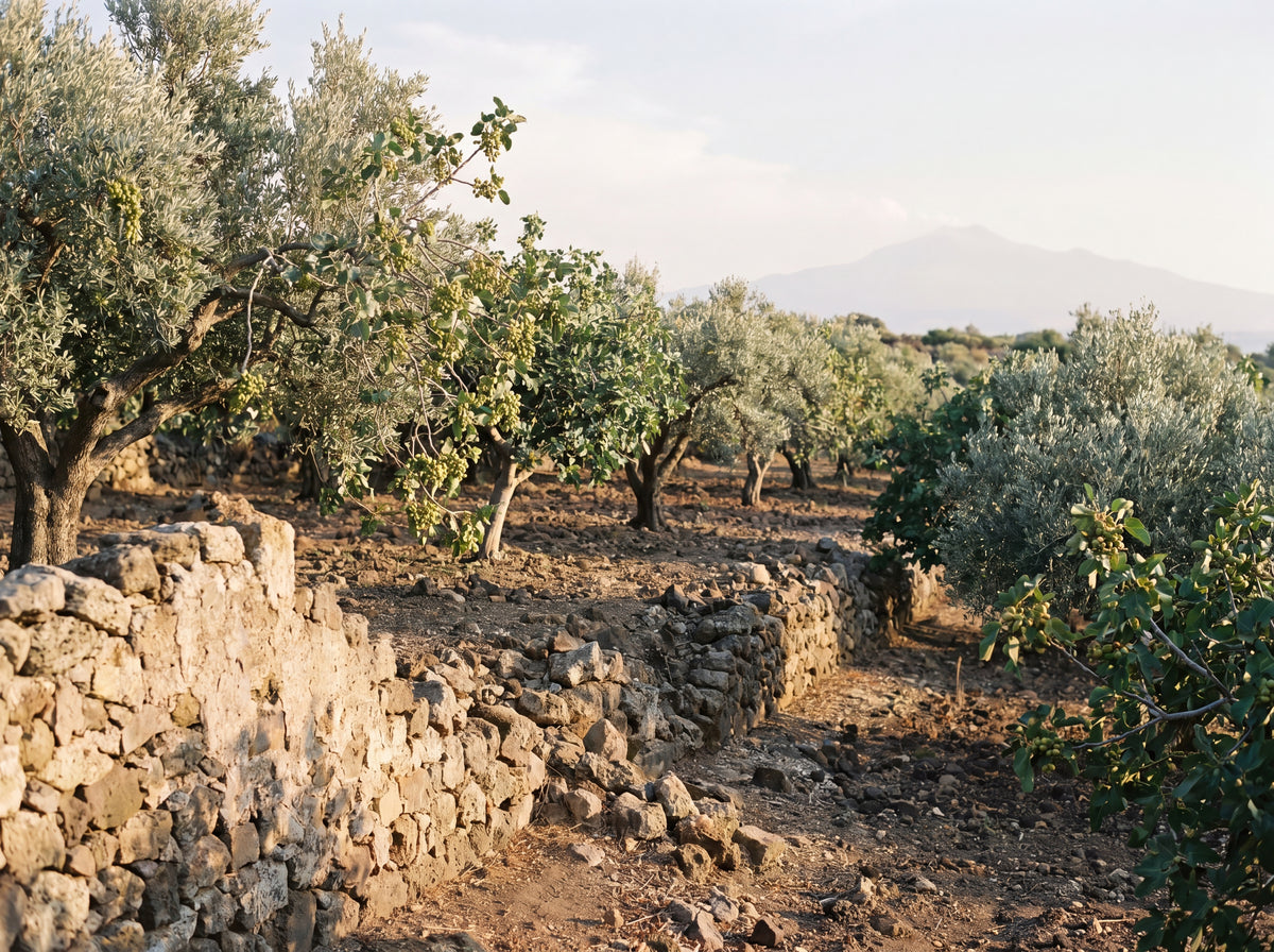 Sicilian pistachio grove on volcanic terrain, stone walls, distant mountain