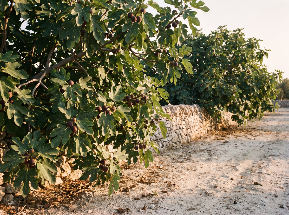 Fig trees and dry stone wall in Puglia