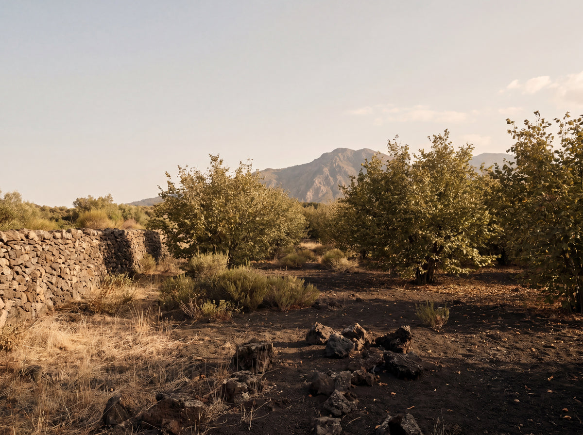 Sicilian hazelnut grove on volcanic terrain, the origin of Gusta hazelnut cacao cream