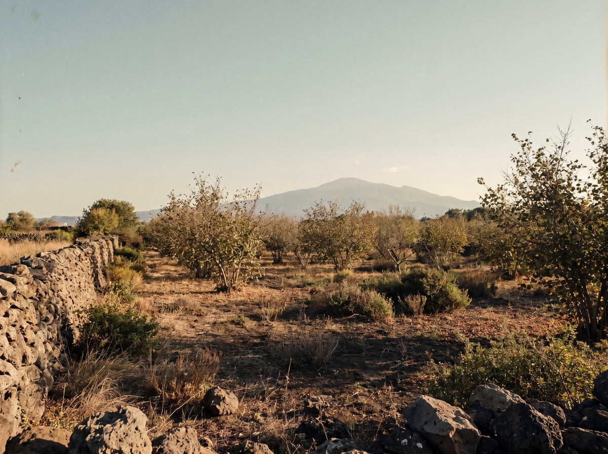 Sicilian hazelnut grove on volcanic terrain, origin of Gusta hazelnut cream