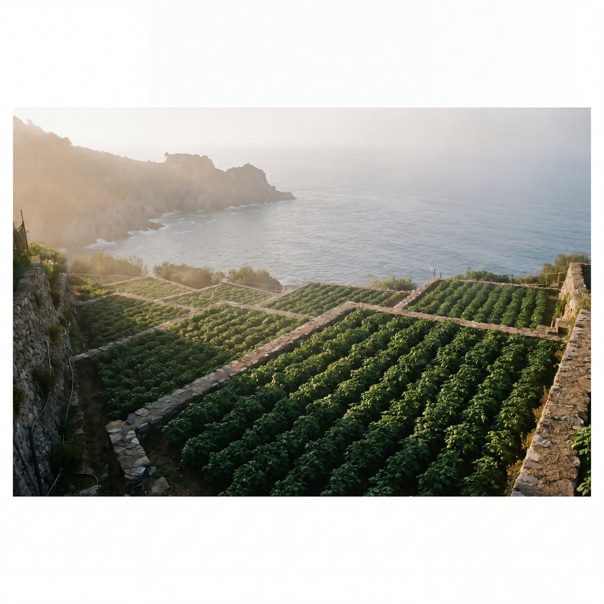 Terraced basil rows on a Ligurian cliffside above a misty bay at dawn.
