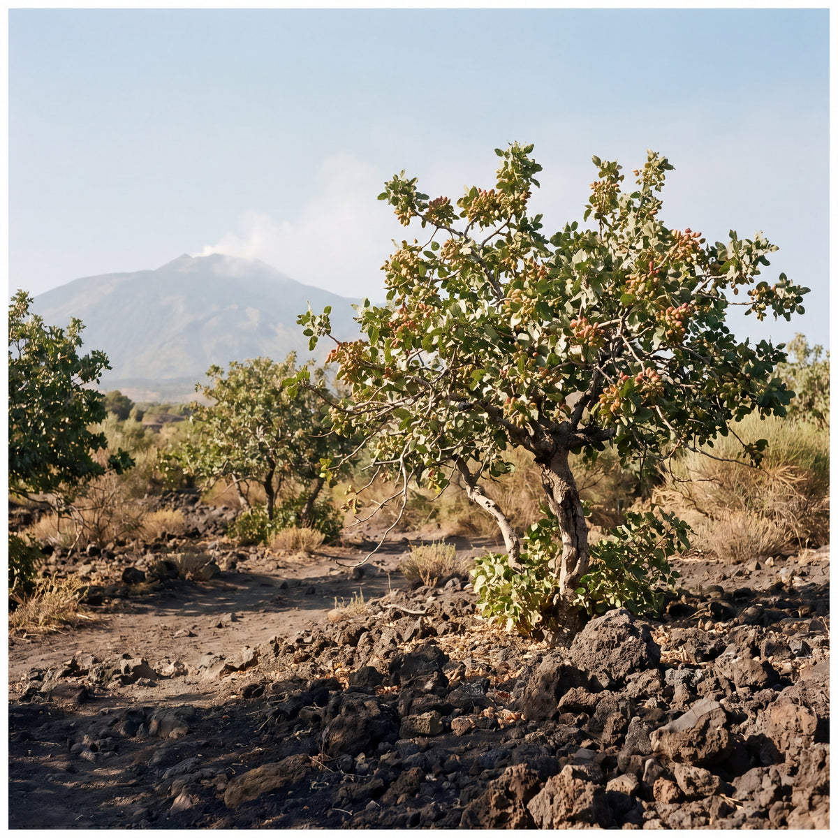 A young pistachio tree growing from black volcanic soil on the slopes of Mount Etna.