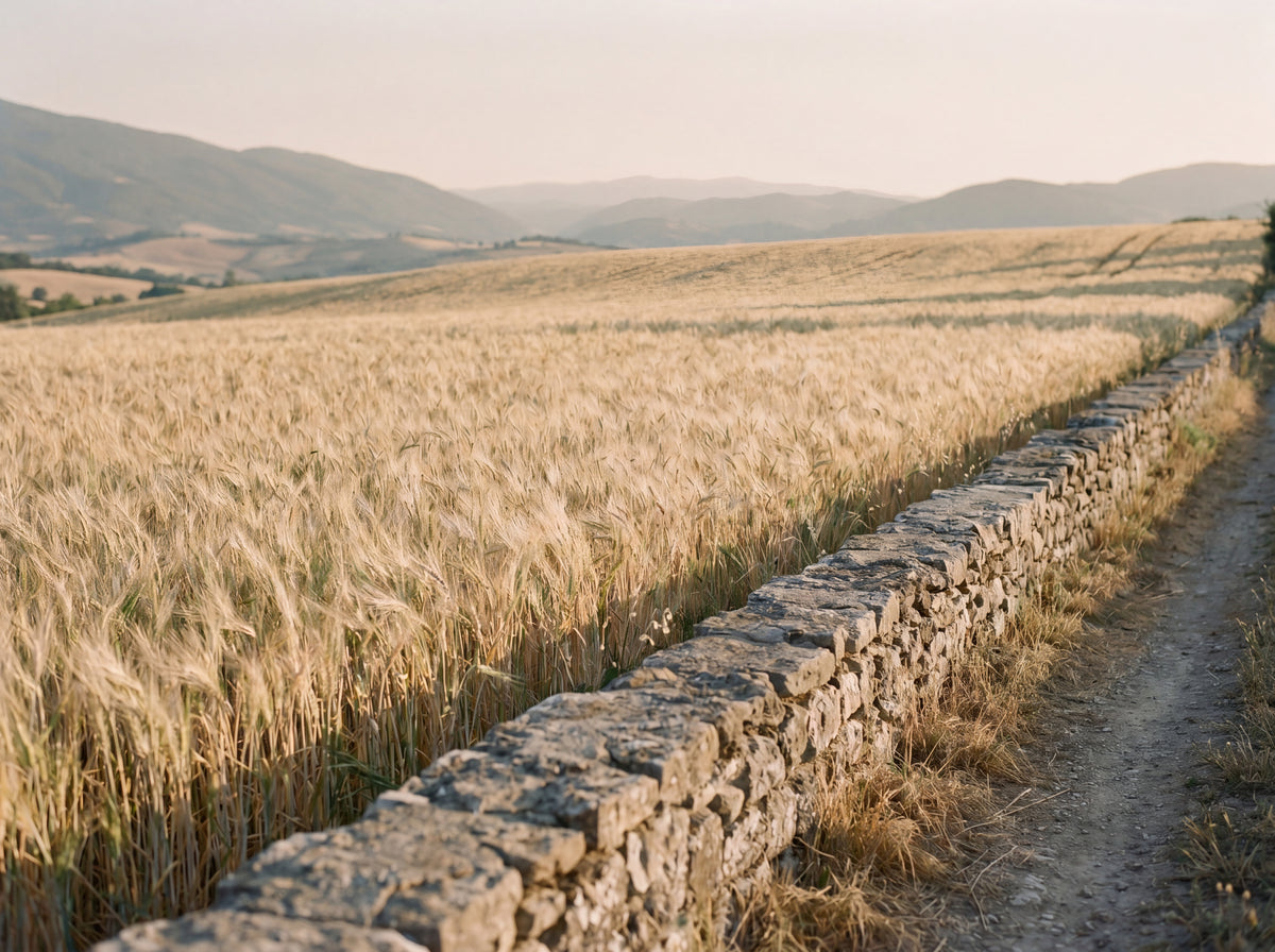Umbrian wheat field at altitude, late afternoon, dry stone wall along a path. Documentary landscape.