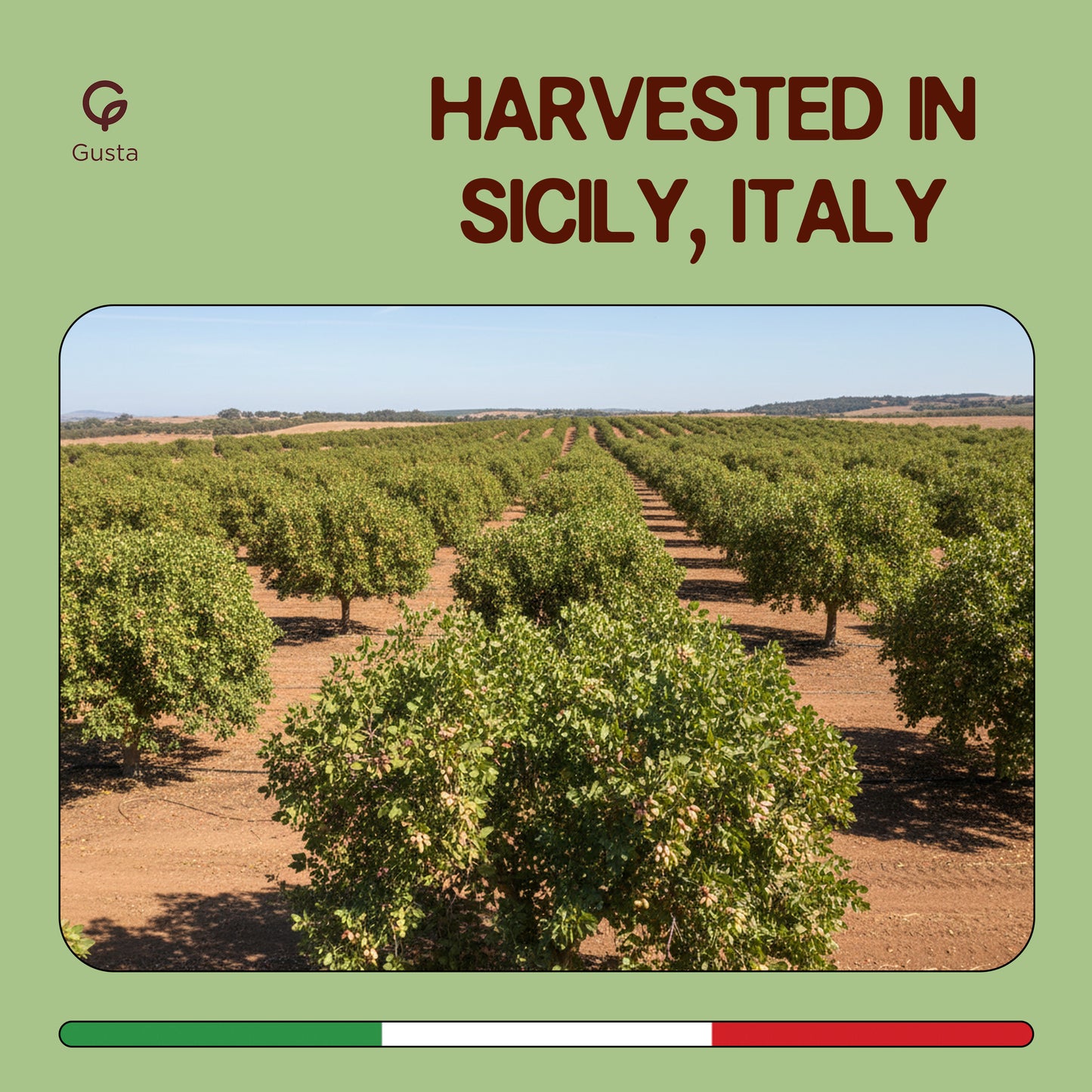 Gusta Pistachio Spread